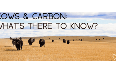 Cows & Carbon Workshop: What’s there to know?