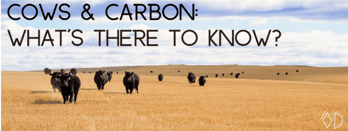 Cows & Carbon Workshop: What’s there to know?